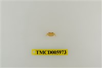 藏品(拉氏清溪蟹)的圖片